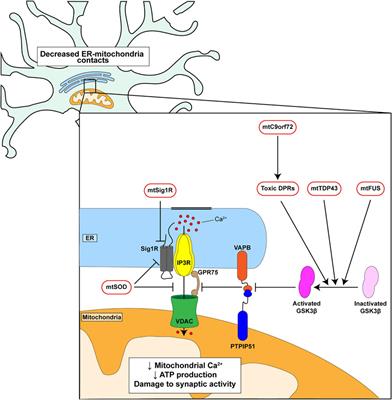 Targeting ER-Mitochondria Signaling as a Therapeutic Target for Frontotemporal Dementia and Related Amyotrophic Lateral Sclerosis